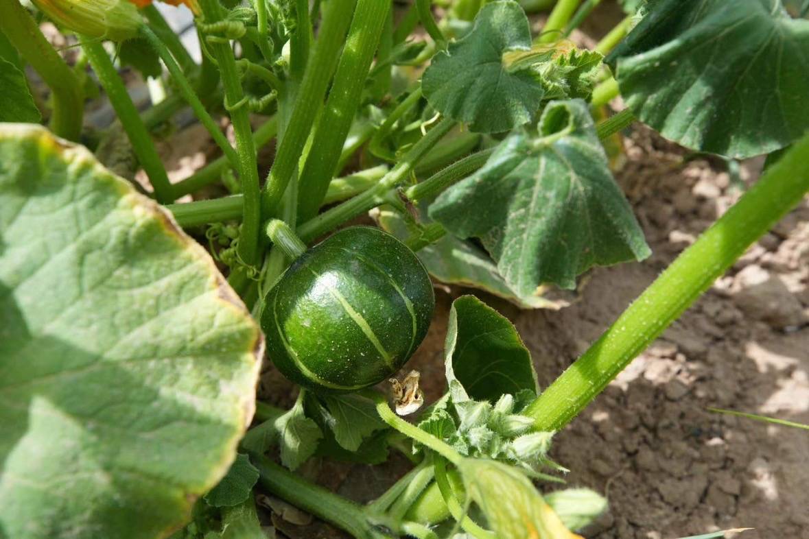 The Area Of Pumpkin Fields Has Expanded To 1000 Mu This Year. The Growth Of Each Pumpkin Can Help Prevent Water And Soil Erosion Affecting About 43 Square Feet Of Surrounding Soil